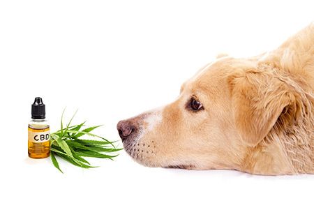 CBD pets